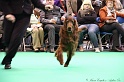 Crufts2011 838